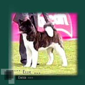 Enter Ellie's Page