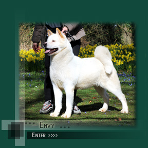 Enter Envy's Page