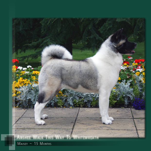 Click here for more information on Maisey