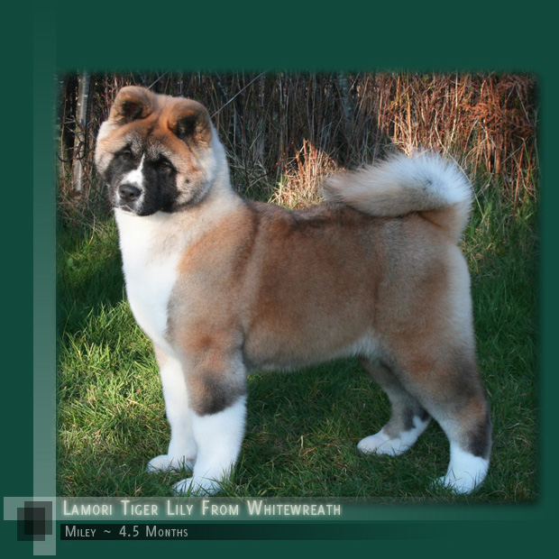 Miley at 4.5 Months, striking resemblance to her Dam, Grand-Dam, and Great Grand-Sire.