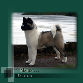 Enter Maisey's Page