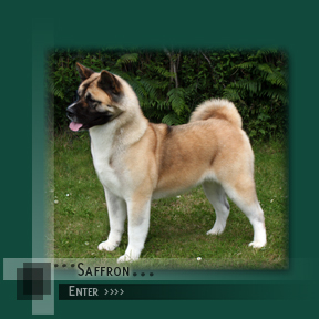 Enter Saffy's Page